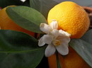 Citrus Mitis
